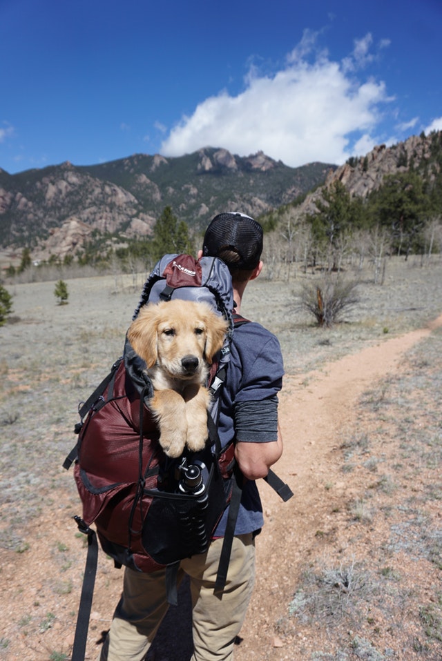 a backpack of a man that has a dog because it has more space in it